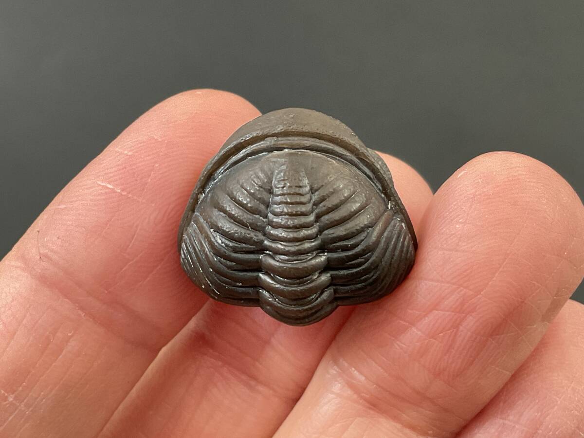 三葉虫 化石 エルドレドゲオプス [PH28] ファコプス 防御姿勢 防御態勢 エンロール 希少 レア_画像8