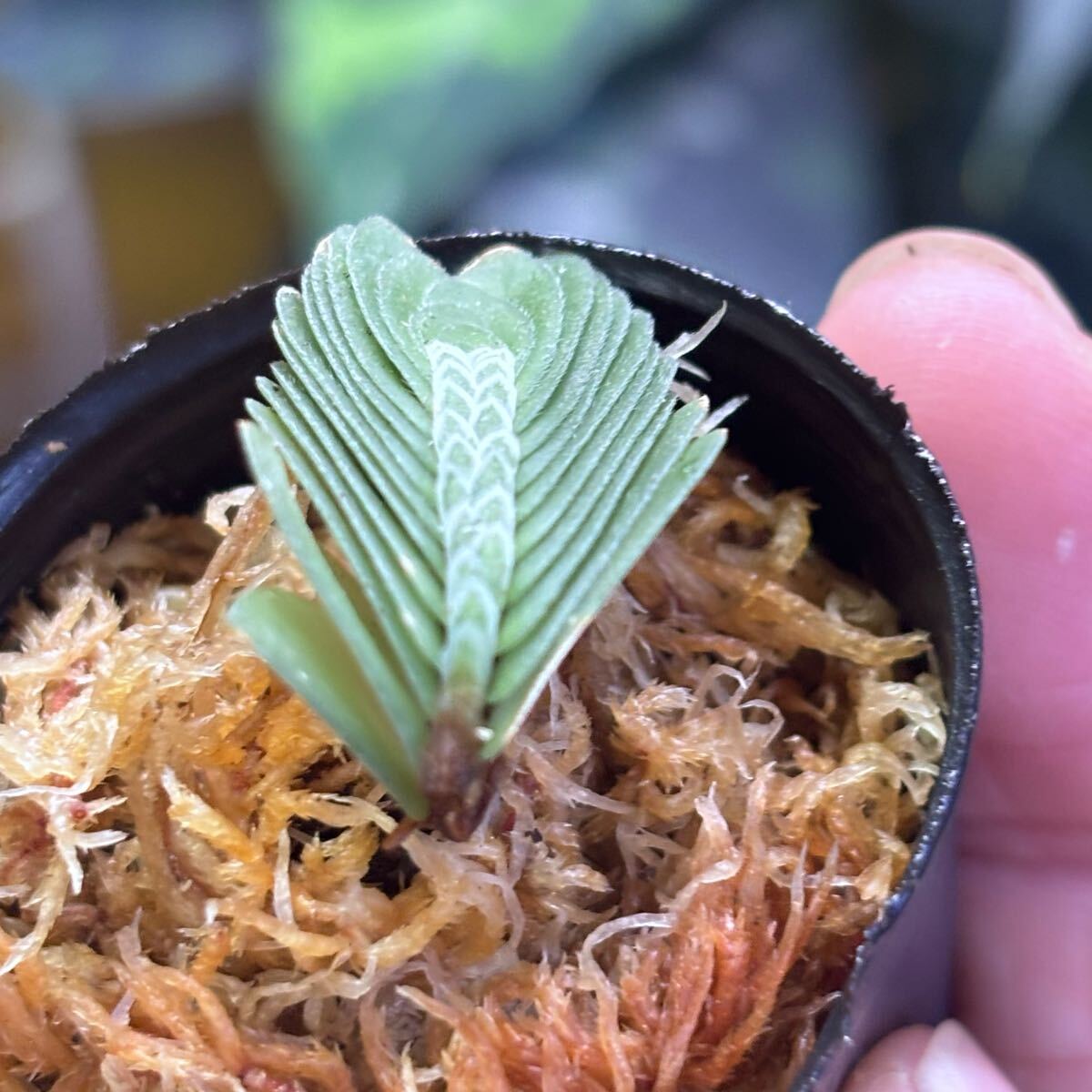 Yahoo!オークション - 【超小型人気種】Elatostema salvinioides
