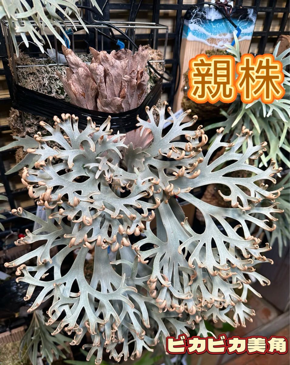 ビカクシダ P.willinckii Nook dwarf spore ビカクシダ P.willinckii Nook dwarf spore