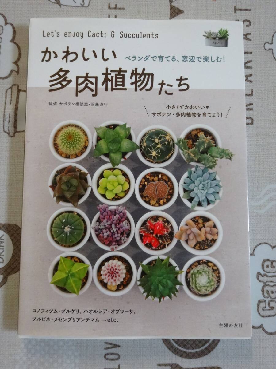 かわいい多肉植物たち 中古品_画像1