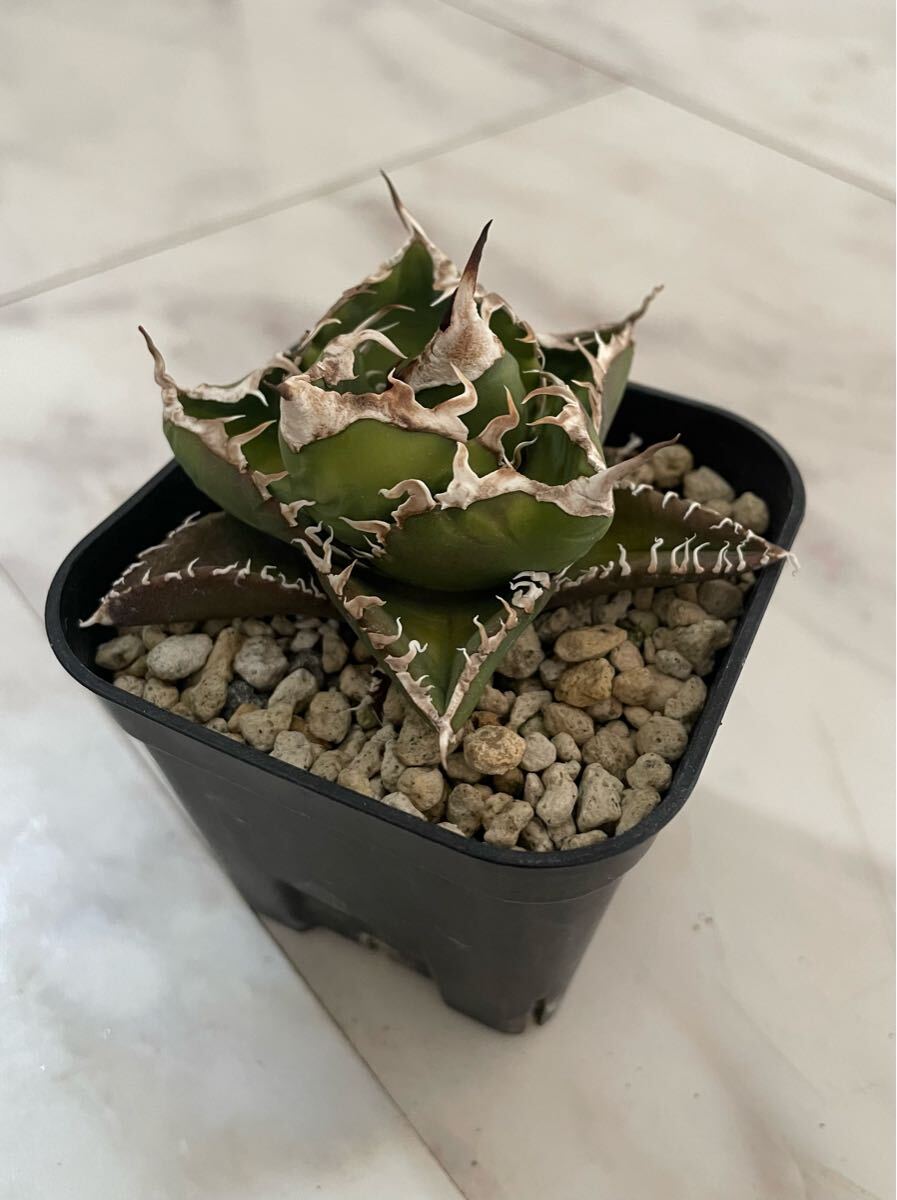 Lj_plants】Q37 多肉植物 アガベ チタノタ Agave titanota'Hyou Lj_plants】Q37 多肉植物 アガベ チタノタ Agave titanota'Hyou