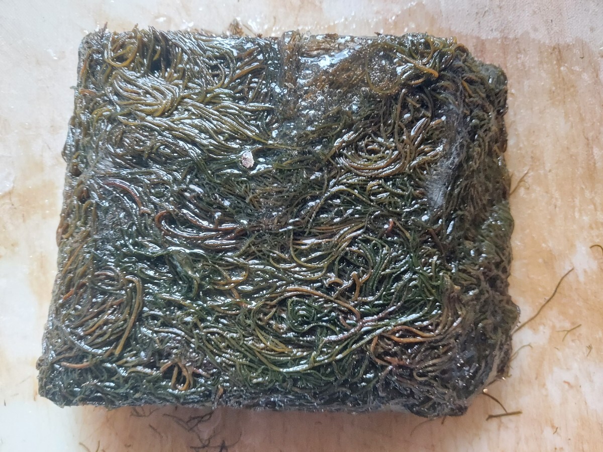 青森産巖もずく500gセット1780円即決