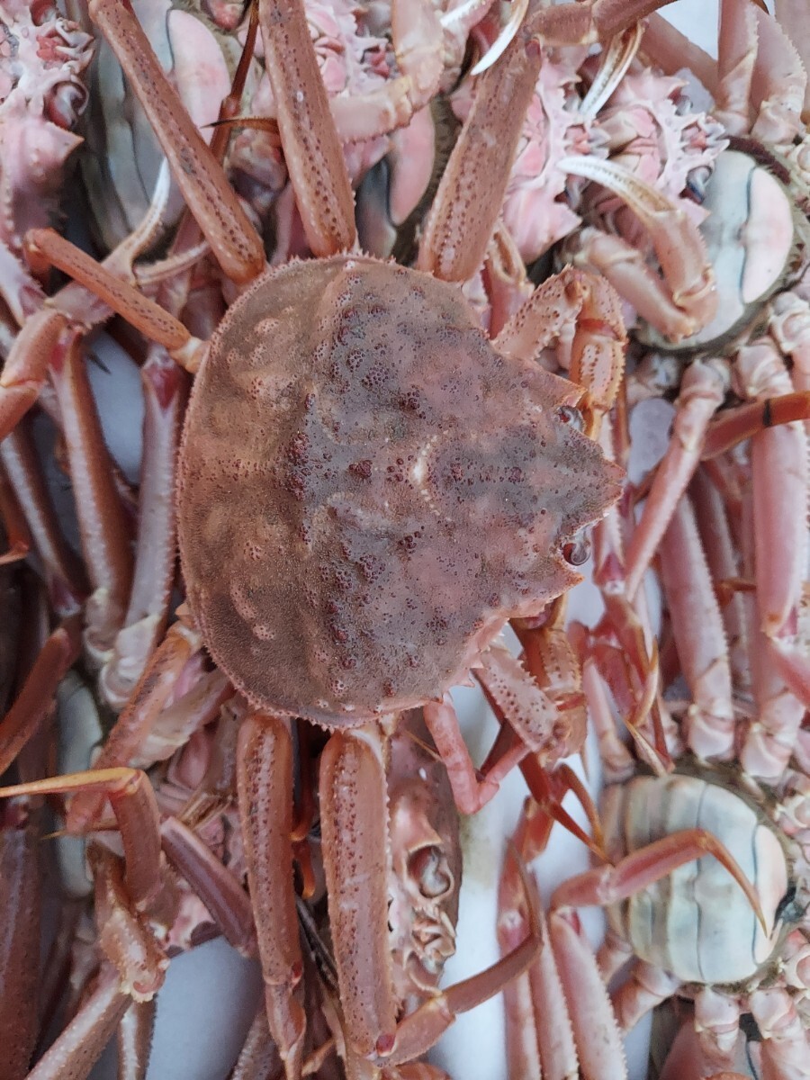 生(又はボイル)子持ちマツバカニ26cm180g位1匹600円即決。北海道産
