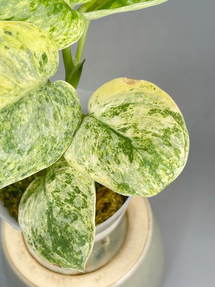 07」Scindapsus Tembaga スキンダプサス テンバガ 斑入り Variegated 07」Scindapsus Tembaga スキンダプサス テンバガ 斑入り Variegated
