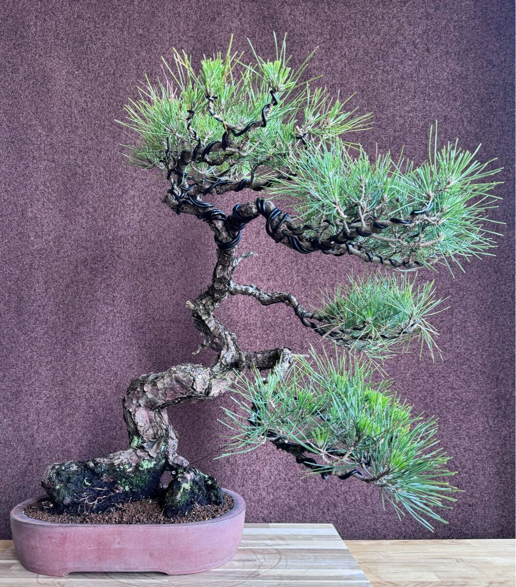 島採り黒松 船山 盆栽 樹齢100年以上 山採り 赤松 真柏 松柏(松 島採り黒松 船山 盆栽 樹齢100年以上 山採り 赤松 真柏 松柏(松