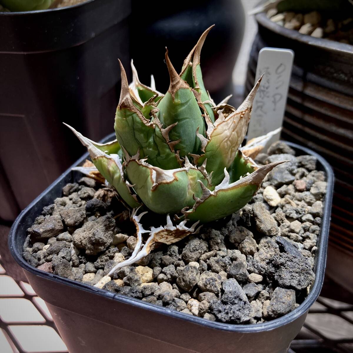 親株出品　CJ Special アガベ オテロイ 親株出品 CJ Special アガベ オテロイ アガベcj sp親株鉢 子株2