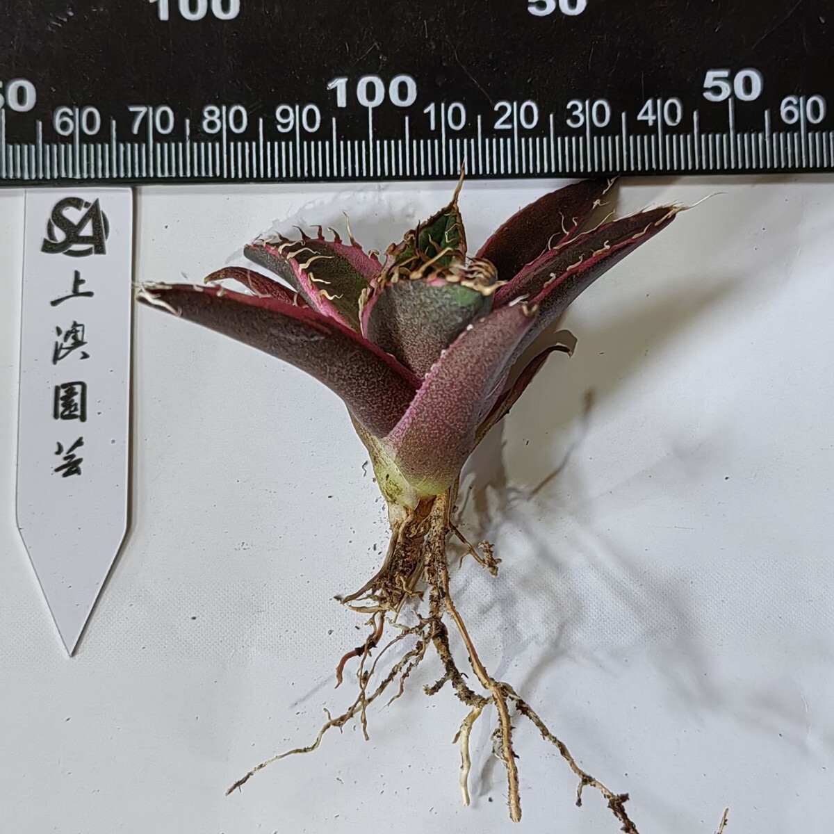 239【上澳園芸】アガベ チタノタ シーザー錦 安定錦 白覆輪斑 239【上澳園芸】アガベ チタノタ シーザー錦 安定錦 白覆輪斑