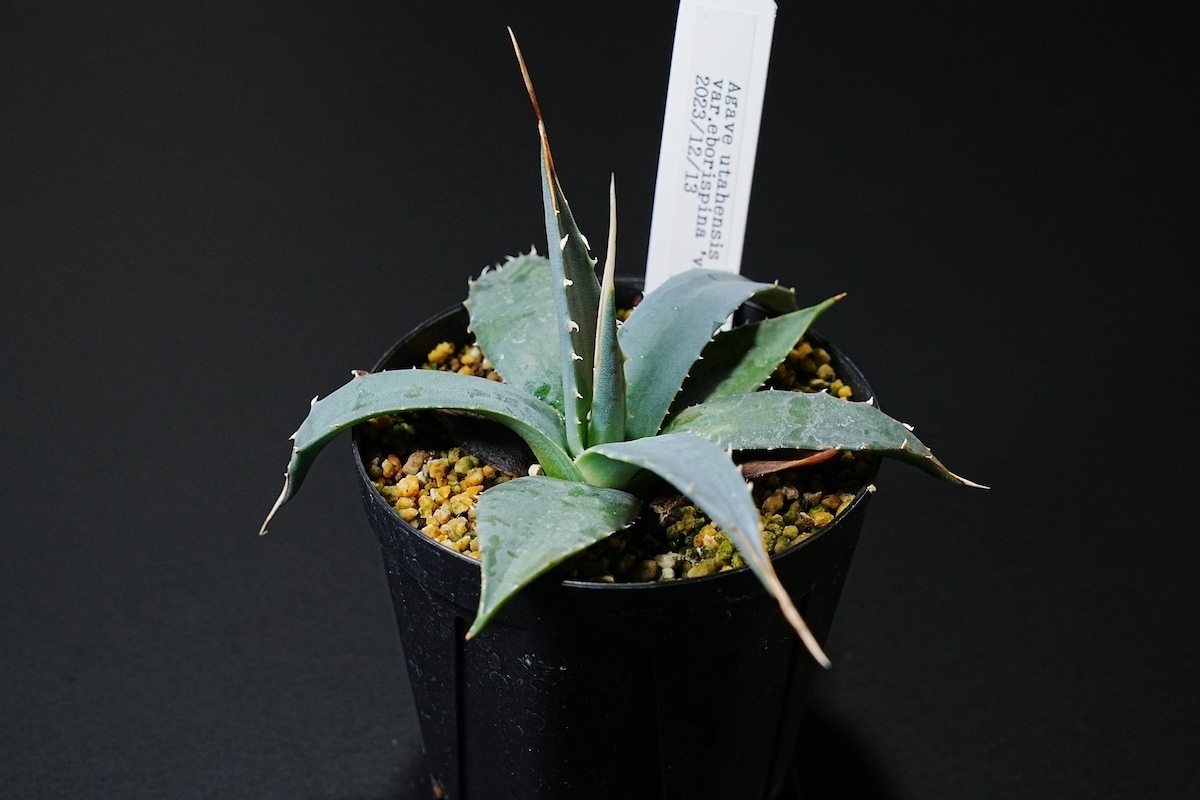 厳選実生株 アガベ / エボリスピナ 'ベガス' Agave utahensis 厳選実生株 アガベ / エボリスピナ 'ベガス' Agave utahensis