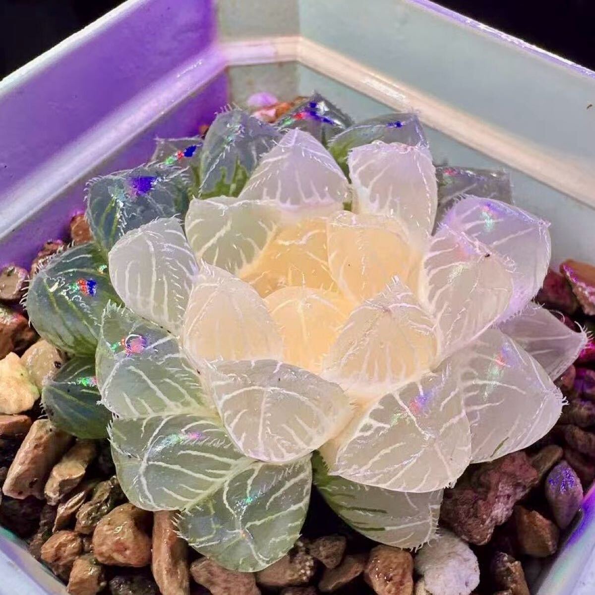 多肉植物 ハオルチア アイスライト錦 糊斑 透明窓 (未使用 多肉植物 ハオルチア アイスライト錦 糊斑 透明窓 (未使用