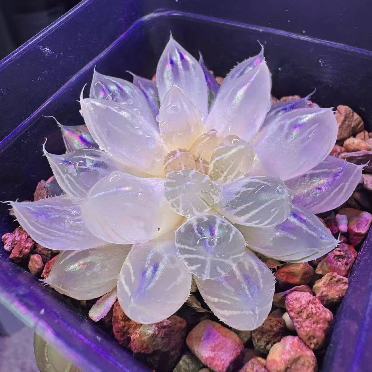 多肉植物 ハオルチア 白睡蓮錦 いくら錦 糊斑 自家繁殖(サボテン 多肉植物 ハオルチア 白睡蓮錦 いくら錦 糊斑 自家繁殖(サボテン