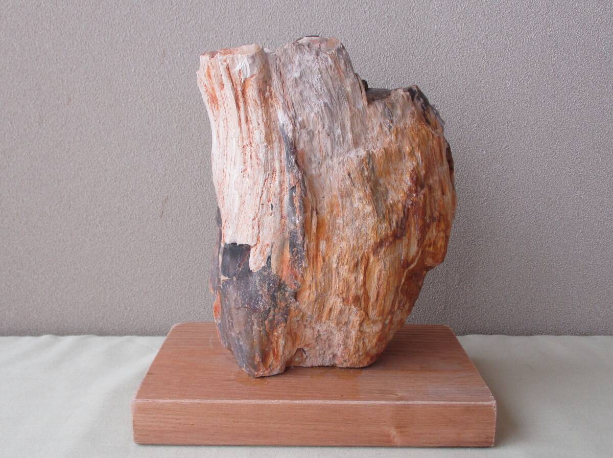 木化石(台座付き「珪化木」)・天然石・木石・材化石(原石 木化石(台座付き「珪化木」)・天然石・木石・材化石(原石