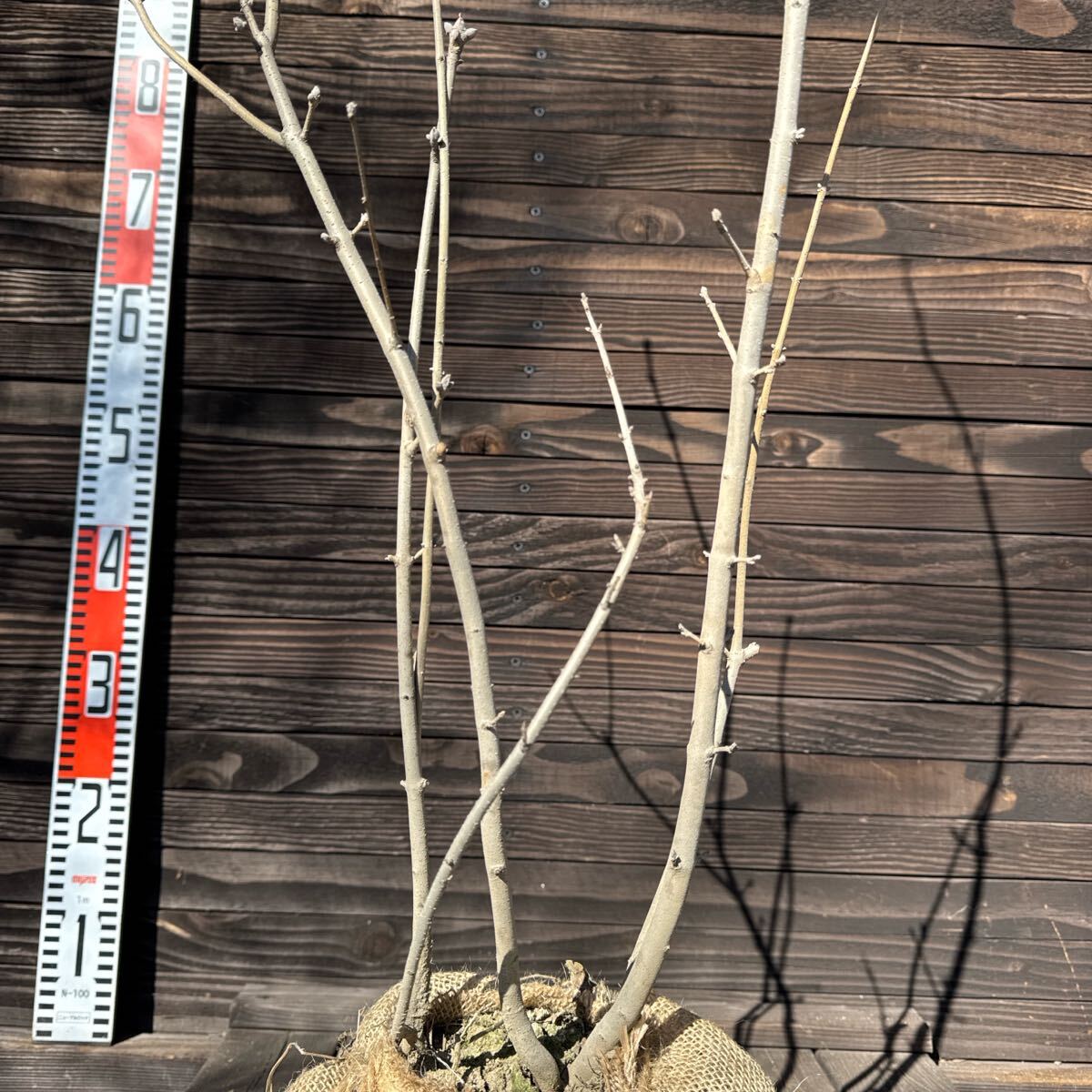 アオダモ/株立ち【現品発送】管理70033(植木、庭木)｜売買された
