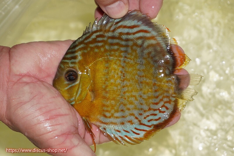 オレンジ　穴井夕子TPD 8センチ 8cmシングル　私は笑っていた／平和な子供達 穴井夕子 8cm CD 10枚セット - メルカリ