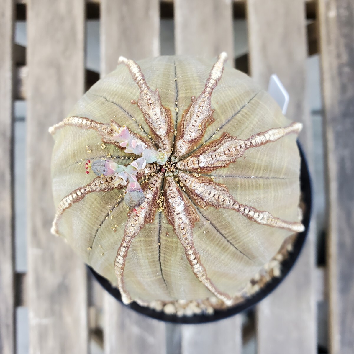 古木 直径96mm】Euphorbia obesa ユーフォルビア オベサ 古木 直径96mm】Euphorbia obesa ユーフォルビア オベサ