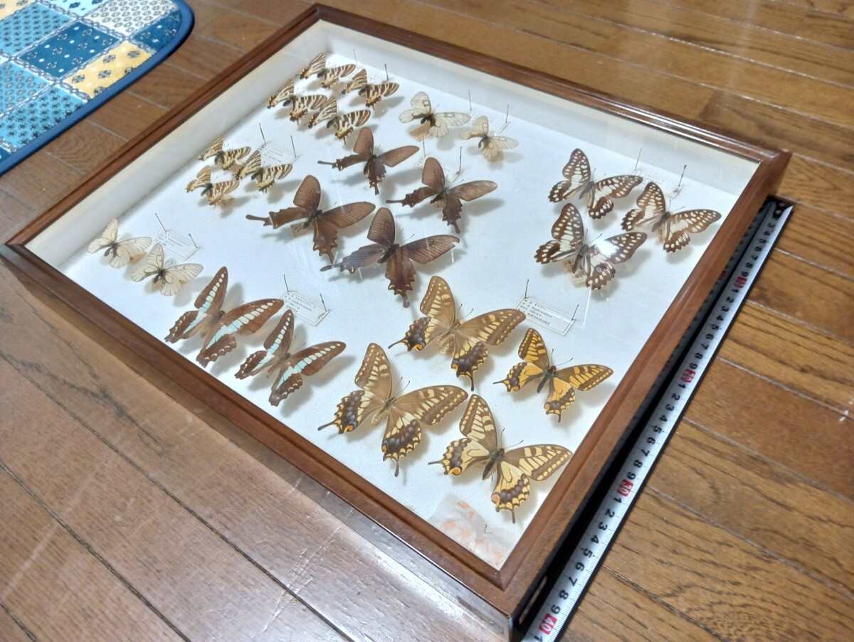 蝶々標本 ドイツ箱・博物館経由品物|Yahoo!フリマ(旧PayPay 蝶々標本 ドイツ箱・博物館経由品物|Yahoo!フリマ(旧PayPay