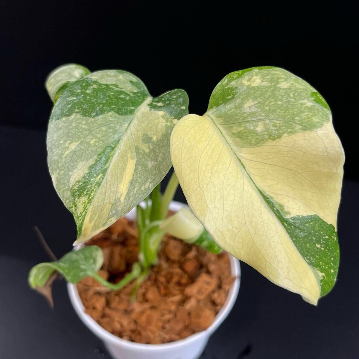 【3223】ハーフムーン Monstera thaiconstellation /モンステラ　タイコンステレーション　順化済み　《eba plants》