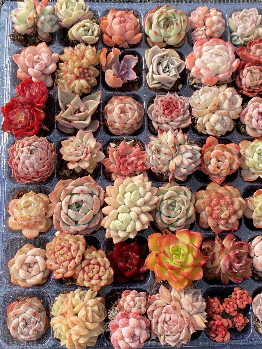 105株セット P401-32 多肉植物 エケベリア ミックス苗 色々種類