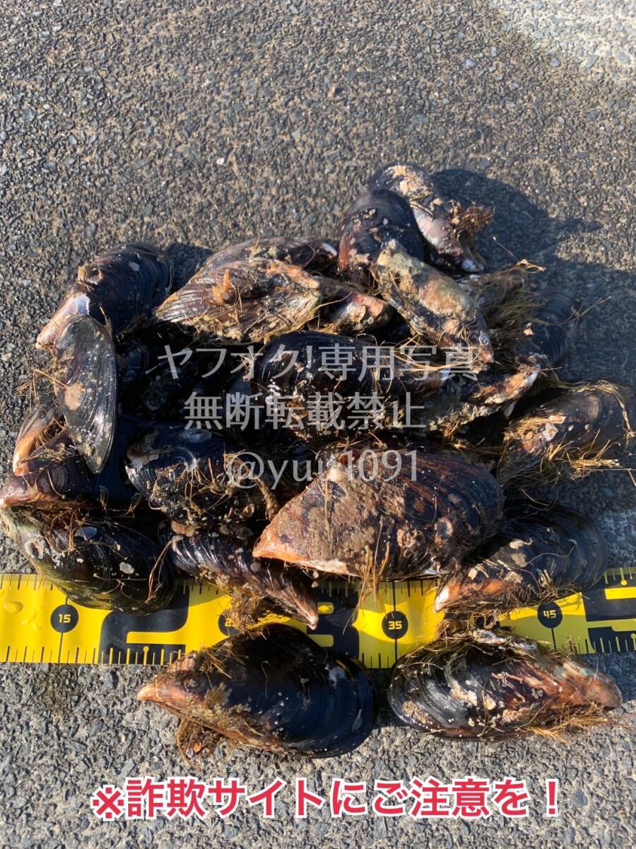 瀬戸貝 イシダイ エサ イガイ カラス貝 セトガイ 石鯛 底物 50個送料込み