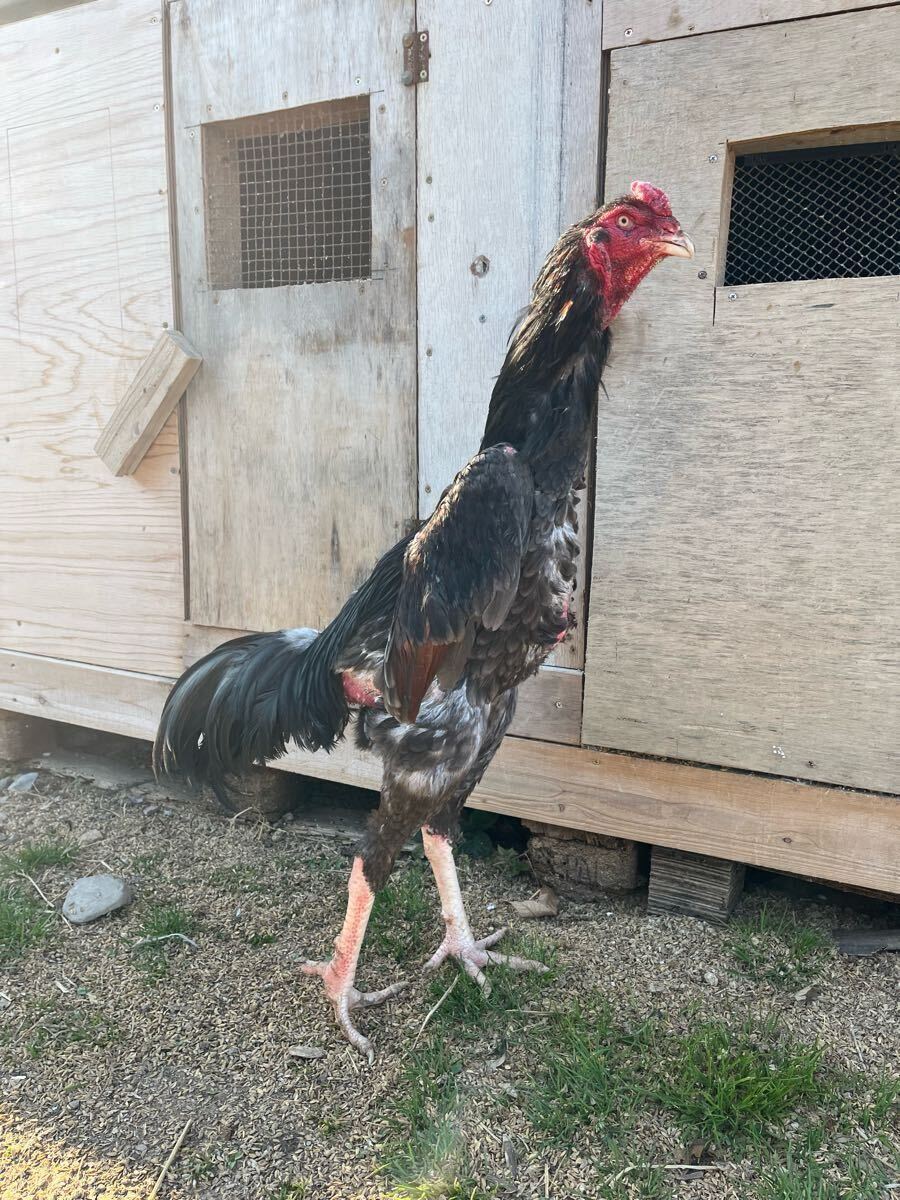 やや 大大軍鶏 上軍鶏 九州闘鶏食用有精卵 4個