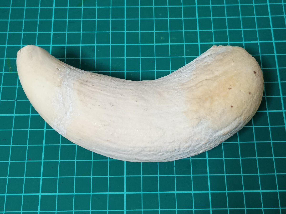 クジラ歯 工芸品