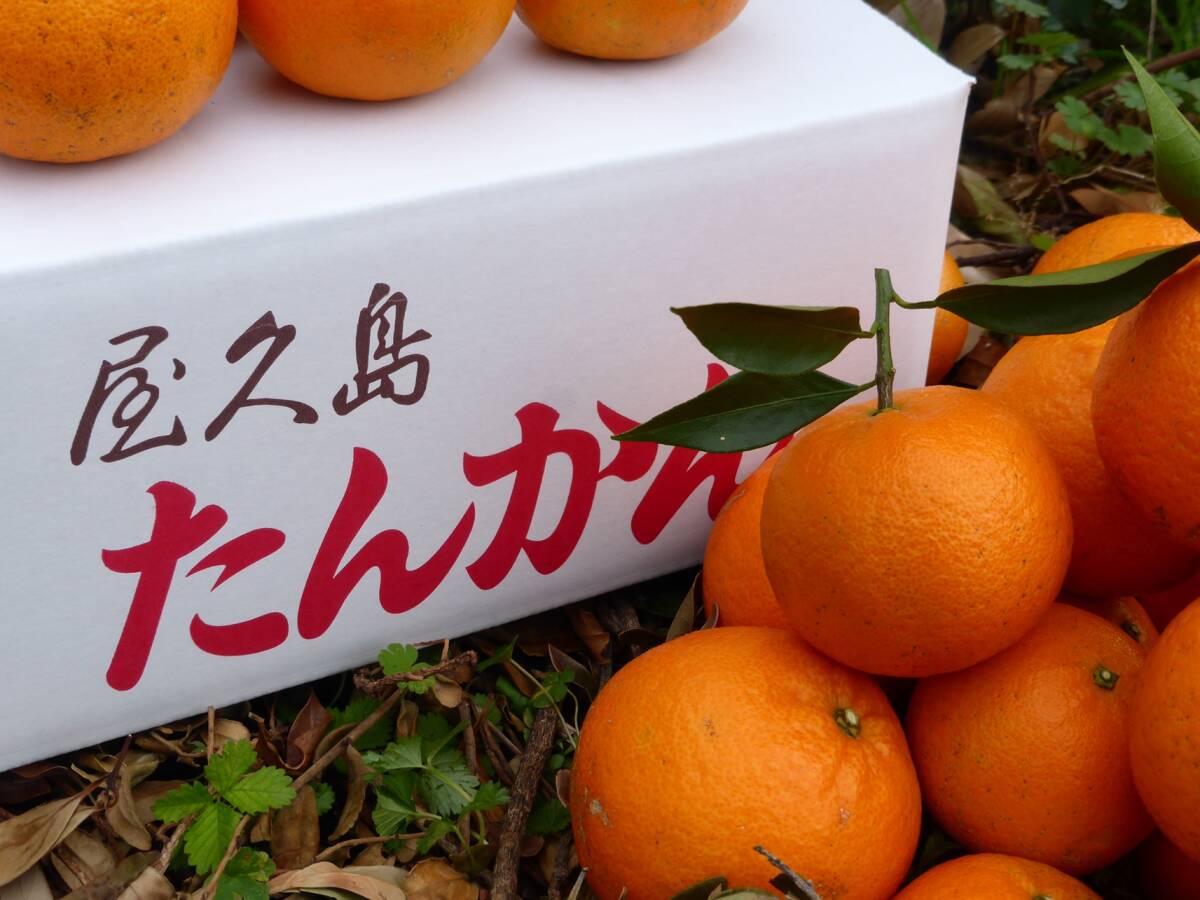 訳アリ・小玉>世界遺産 屋久島産 こだわりの タンカン 訳アリ・小玉>世界遺産 屋久島産 こだわりの タンカン