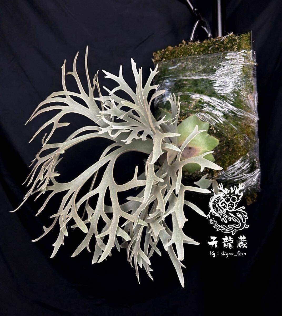 P.willinckii High Shield x P. willinckii Dwarf Nook P.willinckii High Shield x P. willinckii Dwarf Nook