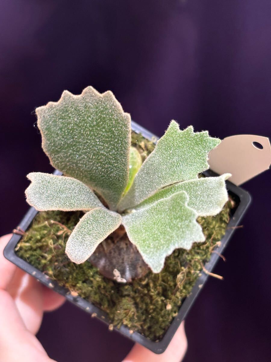 P. willinckii Spur 骨刺 【OC 子株 株分け】ビカクシダ P. willinckii Spur 骨刺 【OC 子株 株分け】ビカクシダ