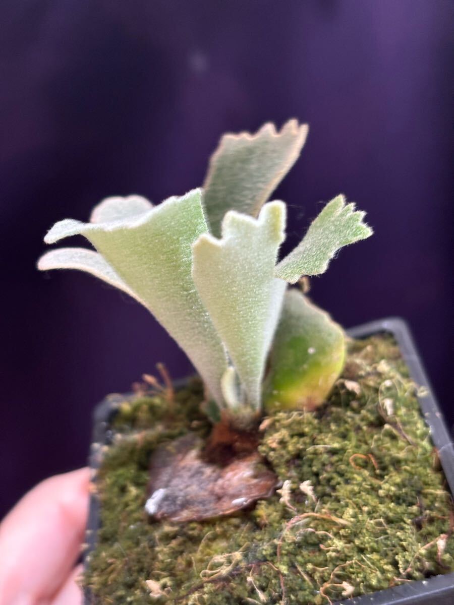 P. willinckii Spur 骨刺 【OC 子株 株分け】ビカクシダ P. willinckii Spur 骨刺 【OC 子株 株分け】ビカクシダ