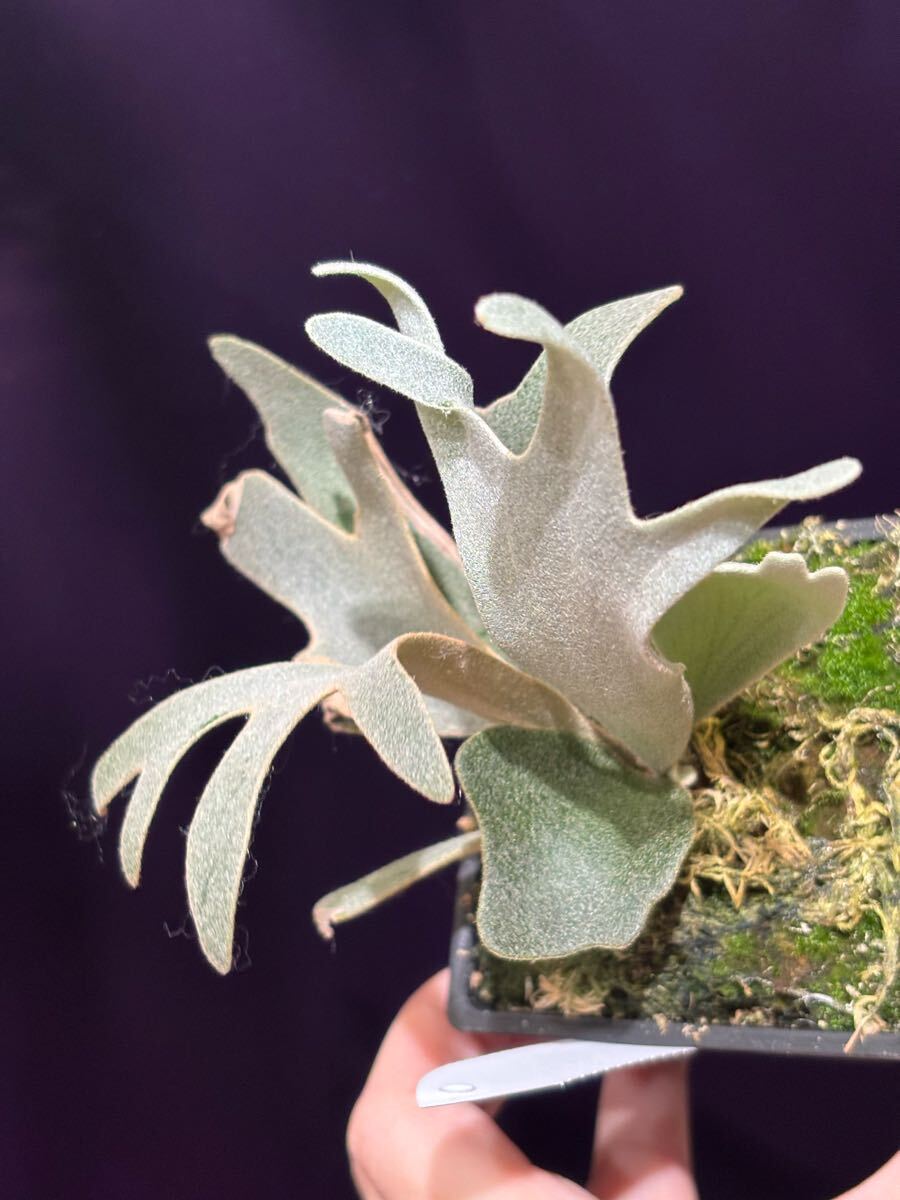 P.willinckii High Shield x P. willinckii Dwarf Nook P.willinckii High Shield x P. willinckii Dwarf Nook