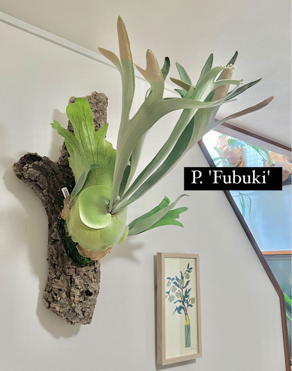 P. 'Fubuki' 子株 P. 'Fubuki' 子株