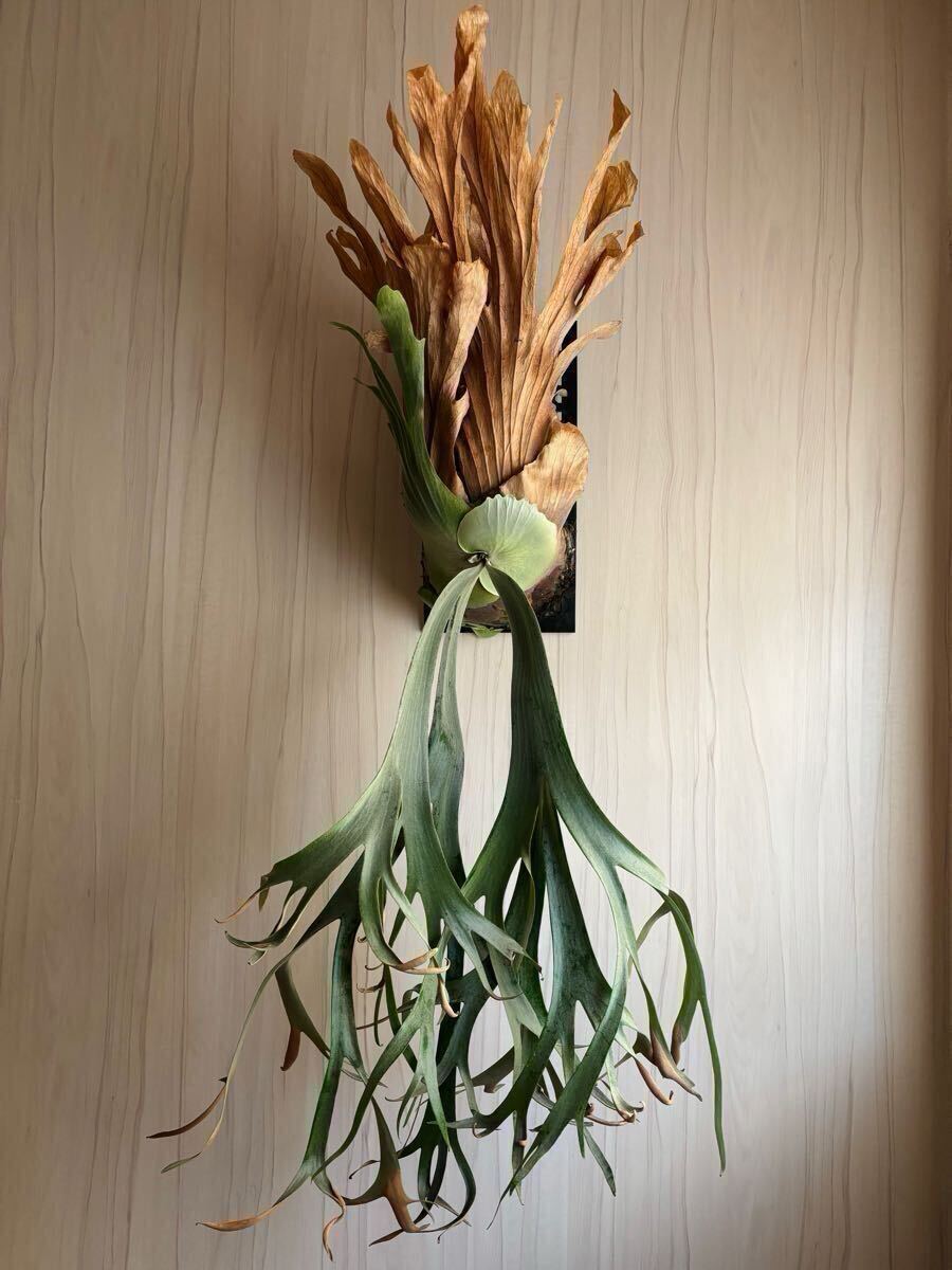 P.willinckii 'RU01' ウィリンキー ビカクシダ