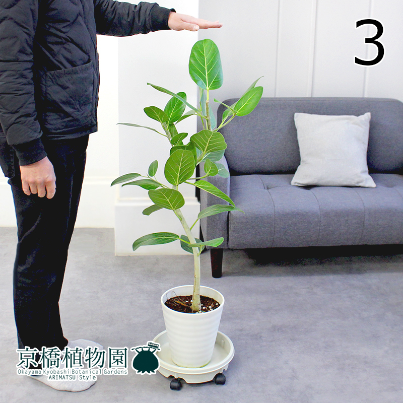 現品】フィカス・ベンガレンシス・オードリー 曲がり 7号 白