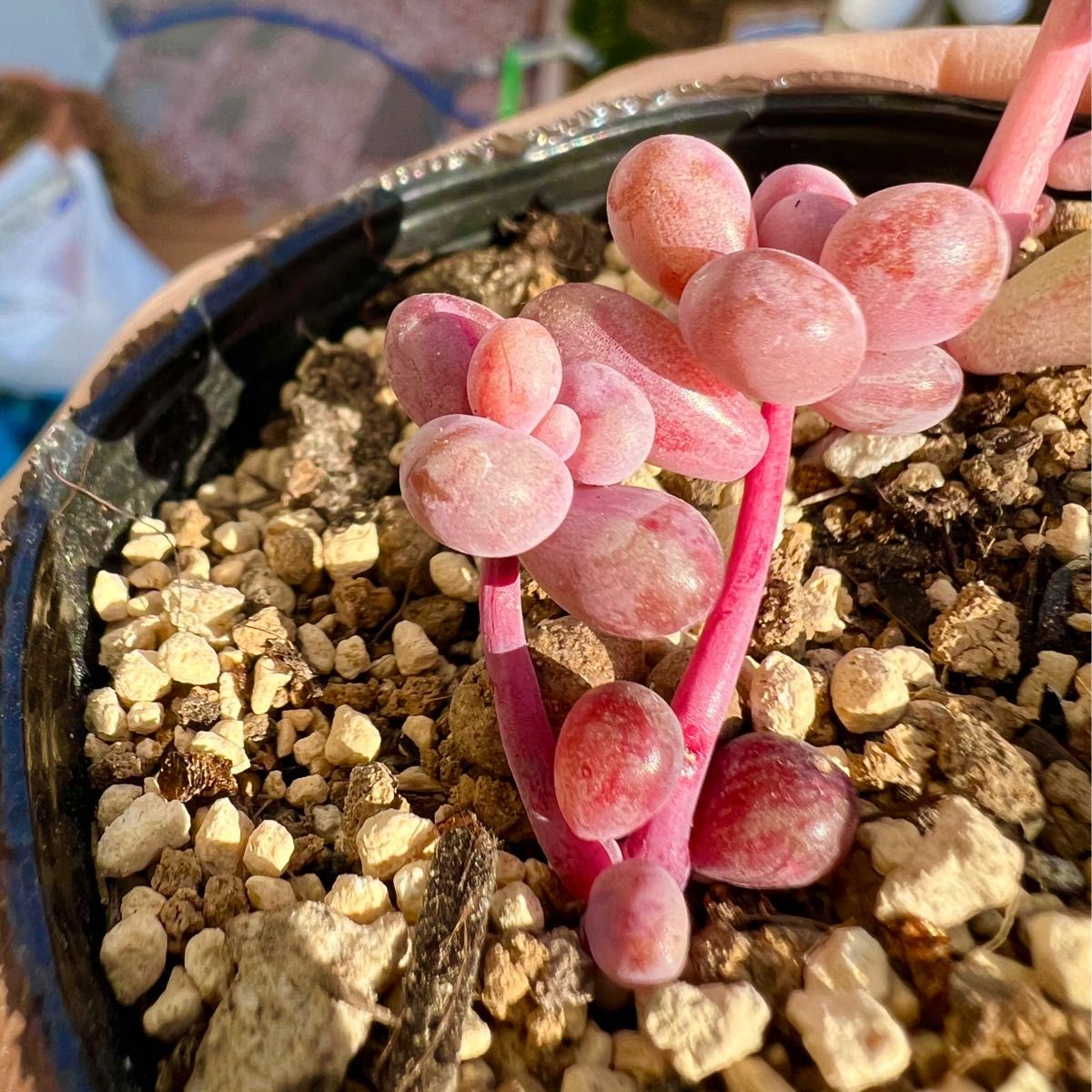 多肉植物 パキセダム キャンディグレープ錦 ベビーフィンガー錦 多肉植物 パキセダム キャンディグレープ錦 ベビーフィンガー錦