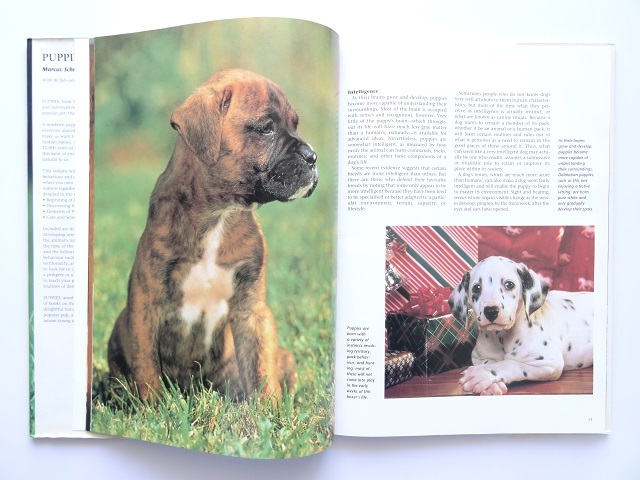  иностранная книга *. собака. фотоальбом книга@ животное собака 