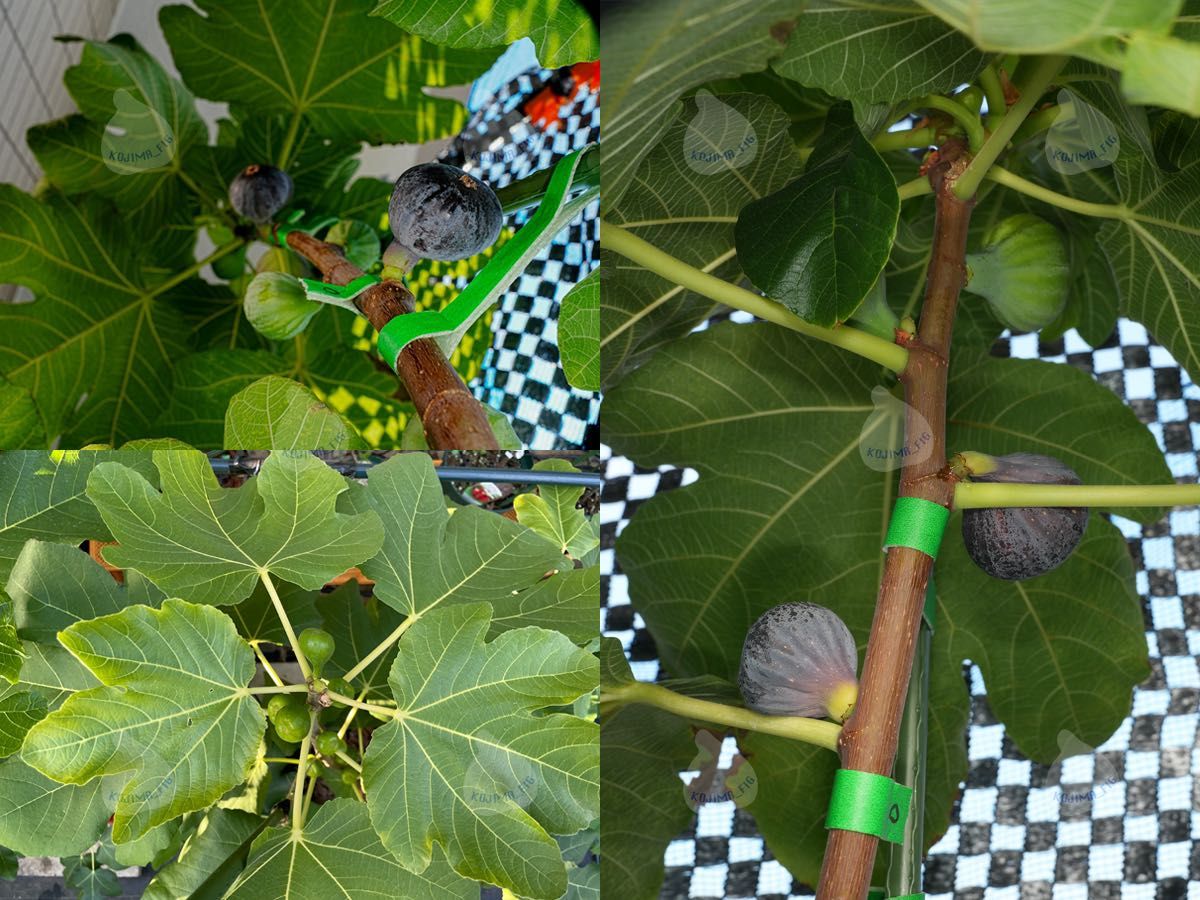 イチジク 穂木 Black Madeira KK ブラックマデイラKK【結実確認 イチジク 穂木 Black Madeira KK ブラックマデイラKK【結実確認