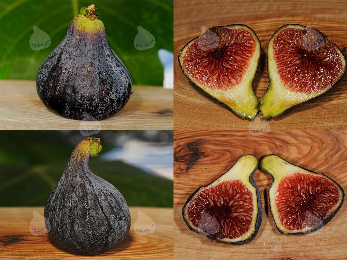 イチジク 穂木 Black Madeira KK ブラックマデイラKK【結実確認 イチジク 穂木 Black Madeira KK ブラックマデイラKK【結実確認