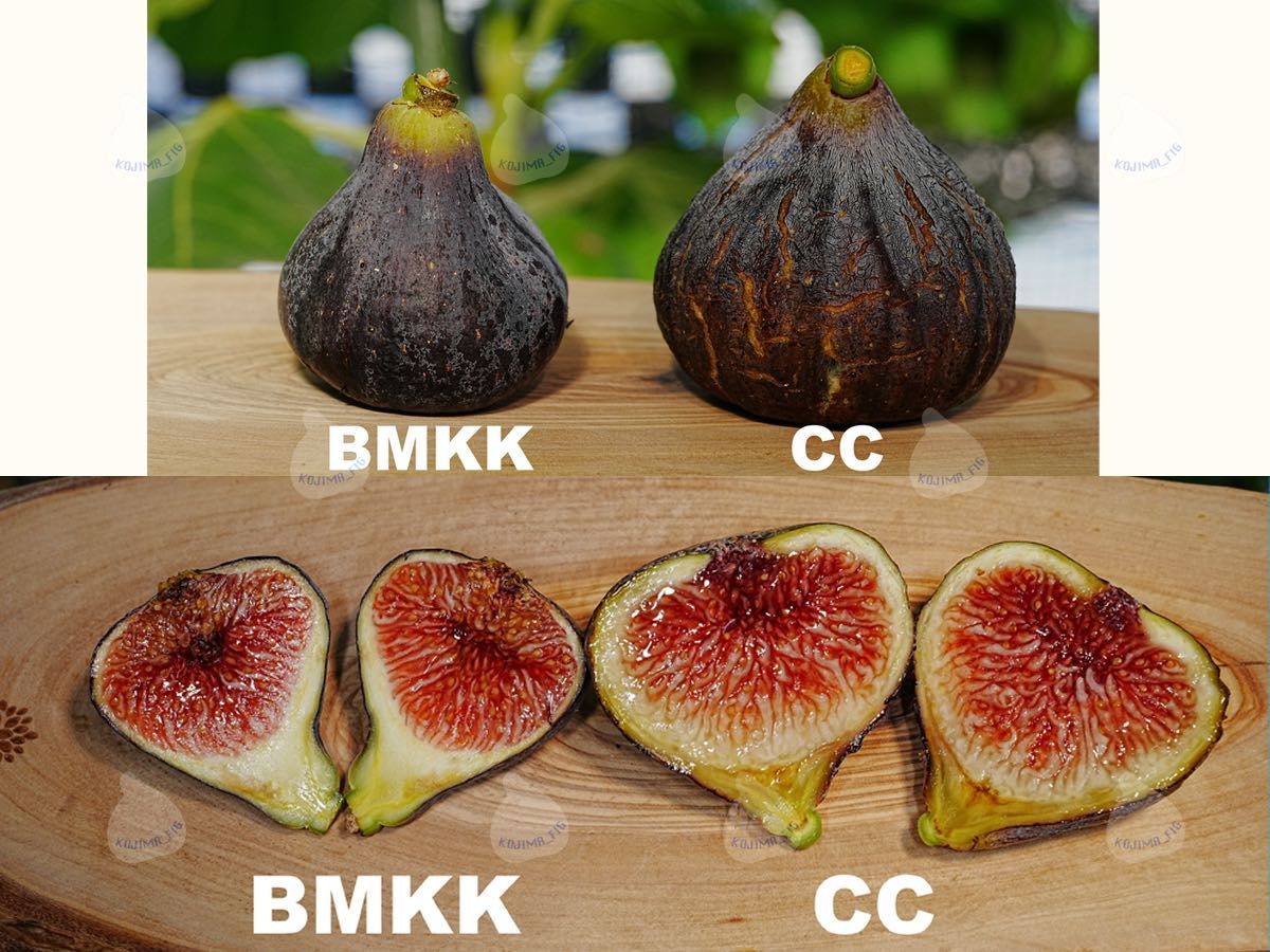イチジク 穂木 Black Madeira KK ブラックマデイラKK【結実確認 イチジク 穂木 Black Madeira KK ブラックマデイラKK【結実確認