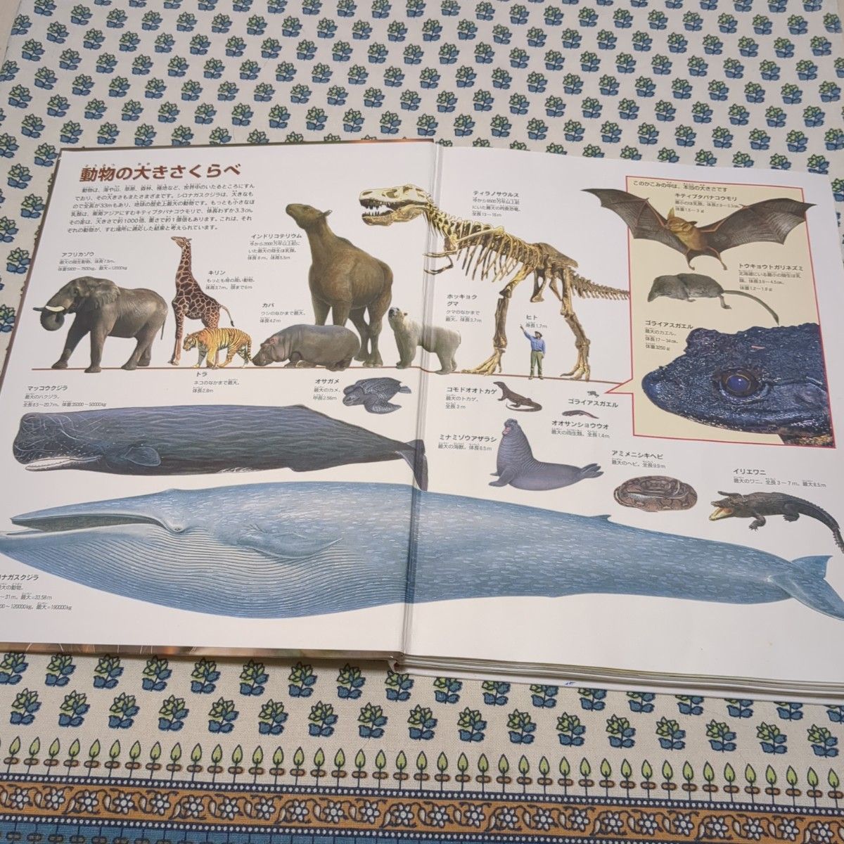 動物図鑑 ニューワイド学研の図鑑|Yahoo!フリマ(旧PayPayフリマ) 動物図鑑 ニューワイド学研の図鑑|Yahoo!フリマ(旧PayPayフリマ)