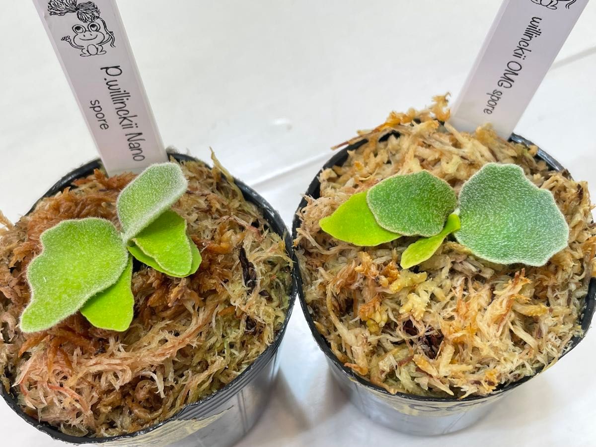 ビカクシダ OMG sp・nano sp二株セット 【公式通販】