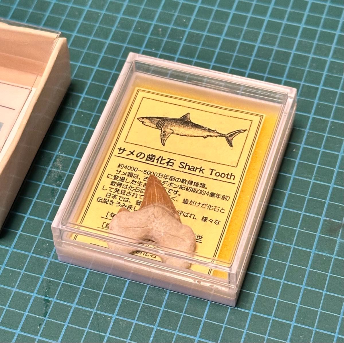 あなたも 化石博士シリーズ 紙箱標本 約5000万年前のサメの歯 あなたも 化石博士シリーズ 紙箱標本 約5000万年前のサメの歯