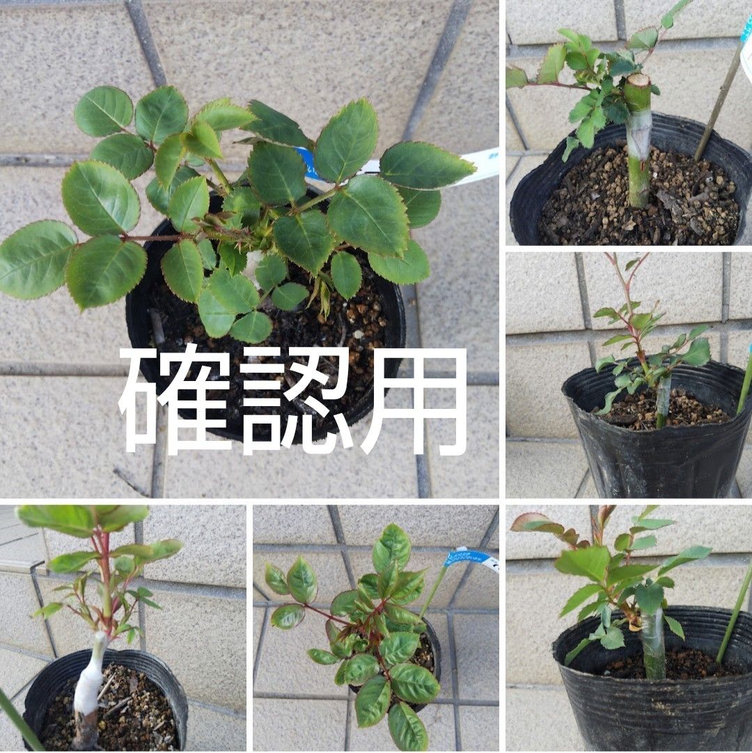 確認用」 接木新苗 4号 ER 切り花品種 和バラ バラ苗 薔薇 苗 確認用」 接木新苗 4号 ER 切り花品種 和バラ バラ苗 薔薇 苗