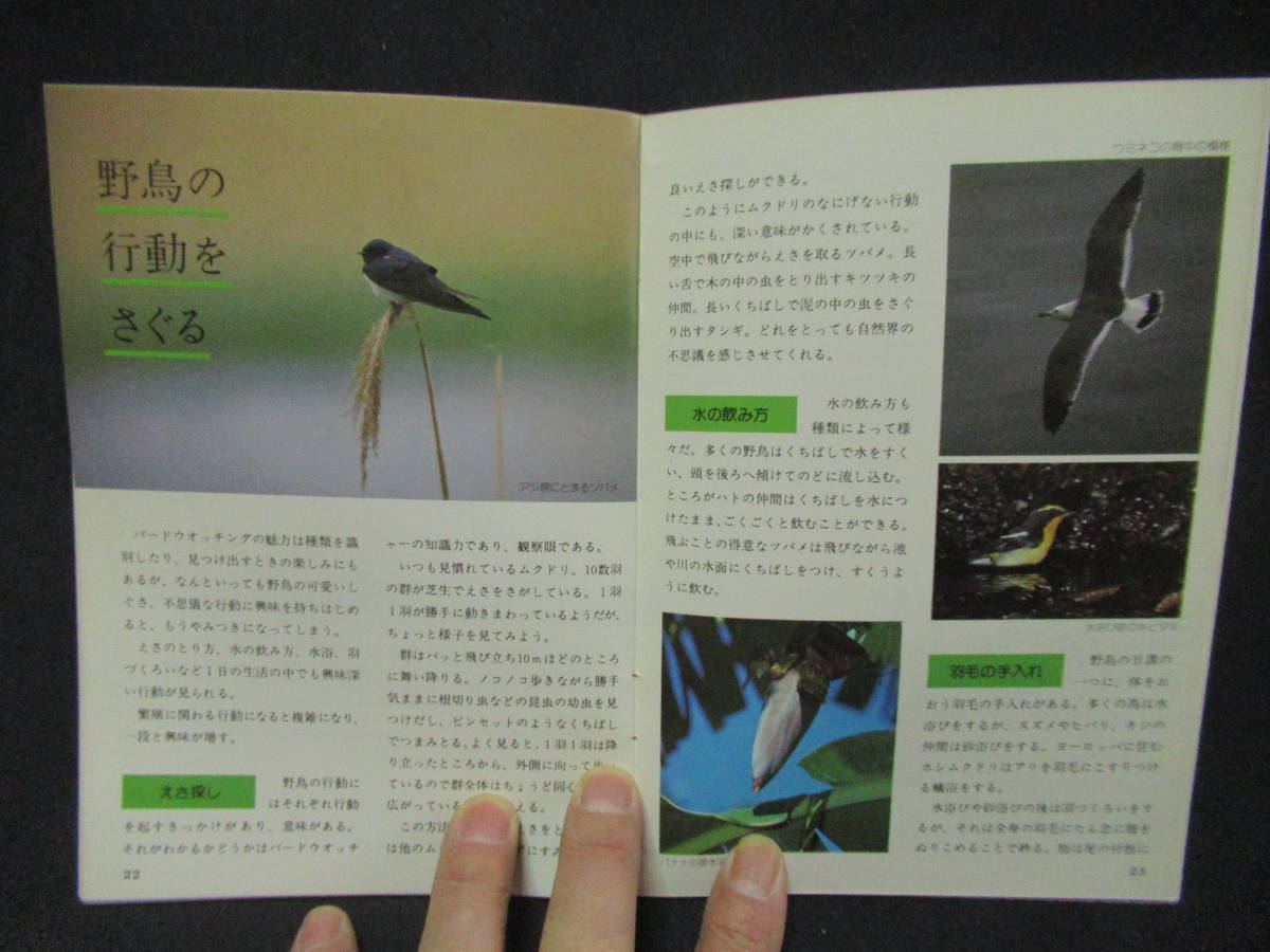  наблюдение введение японский ... какой птица .TOYOTA Toyota Motor распродажа Showa 56 год 32 страница A-14