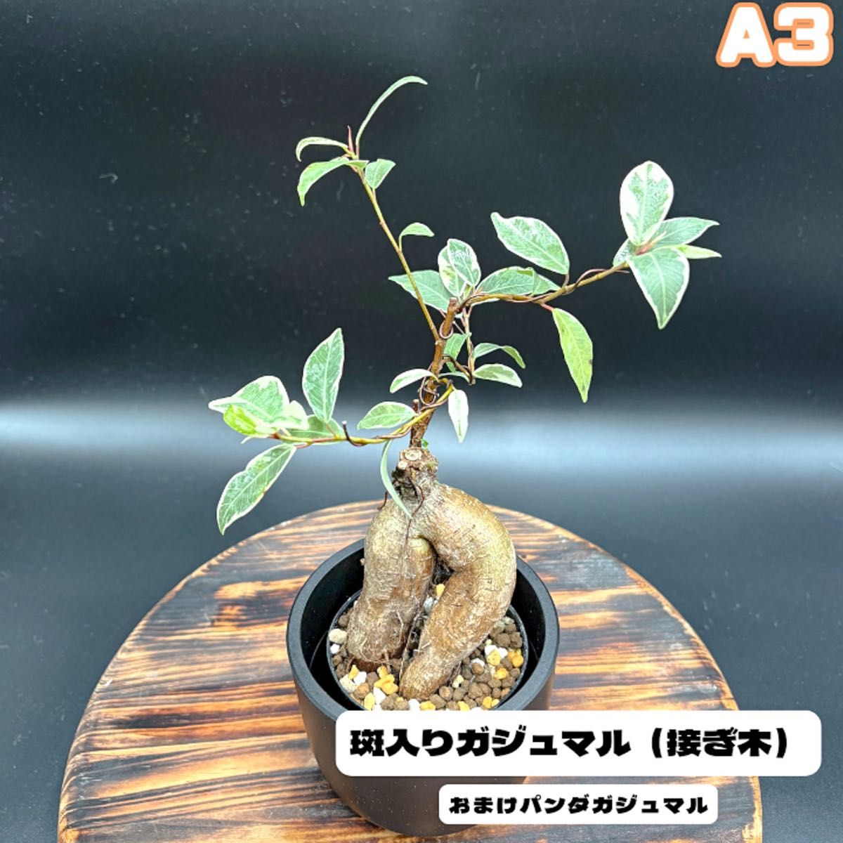斑入り パンダガジュマル 接木 希少 希少!斑入りガジュマルA3(接ぎ木)ぷっくり気根が可愛い