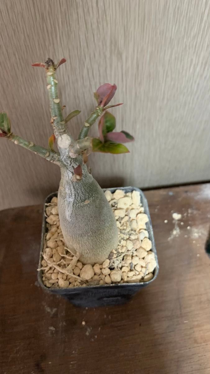 ルイパパさん苗 アテルーフ自家【札付き】【希少苗】 サボテン ルイパパさん苗 アテルーフ自家【札付き】【希少苗】 サボテン