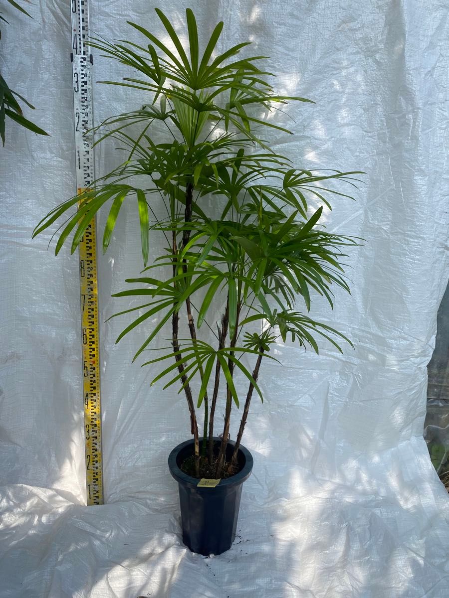 シュロチク 棕櫚竹 8号鉢 31 観葉植物 シュロチク 棕櫚竹 8号鉢 31 観葉植物