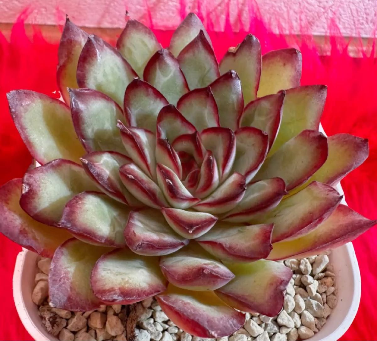 麗隠し 韓国苗 多肉植物 レア種 エケベリア 直輸入