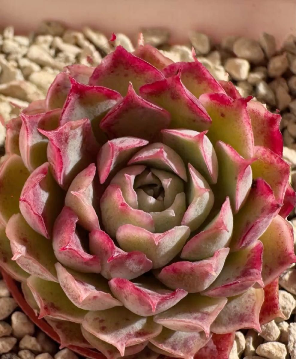 朱痣 韓国苗 多肉植物 レア種 エケベリア 直輸入|Yahoo!フリマ 朱痣 韓国苗 多肉植物 レア種 エケベリア 直輸入|Yahoo!フリマ