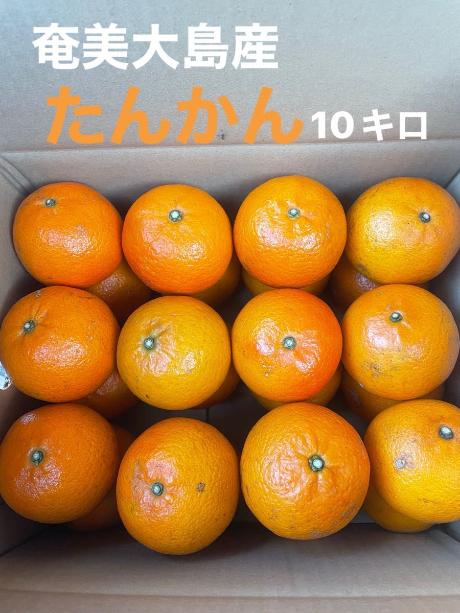 奄美大島産 たんかん 10キロ|Yahoo!フリマ(旧PayPayフリマ) 奄美大島産 たんかん 10キロ|Yahoo!フリマ(旧PayPayフリマ)