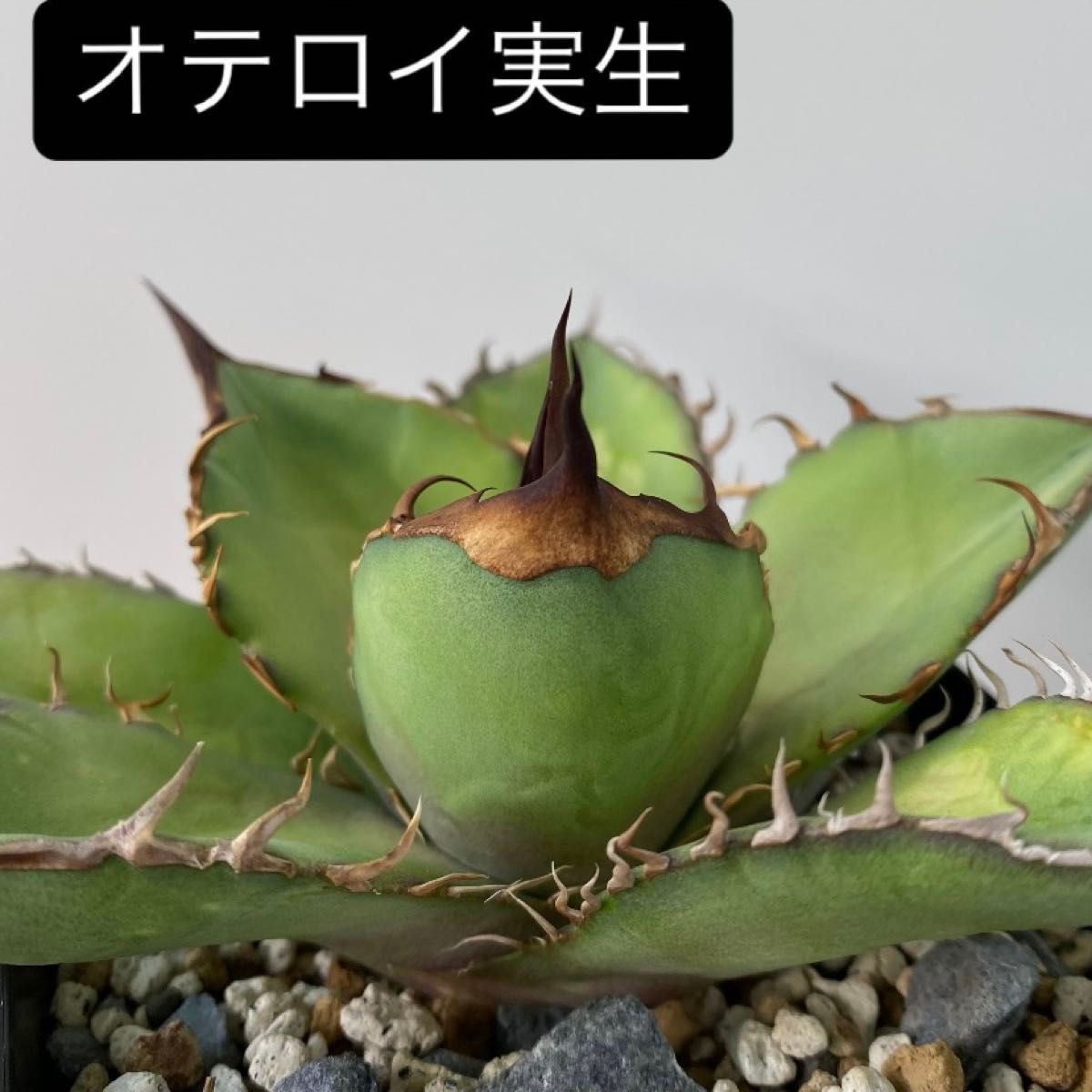 アガベ オテロイ実生 50