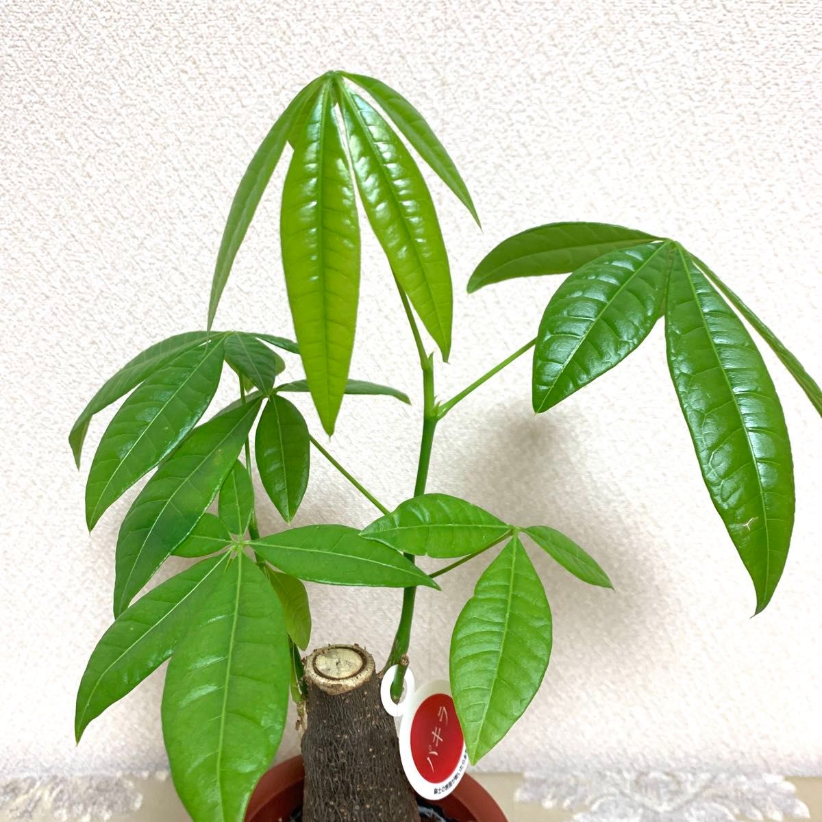 パキラ　観葉植物　金運アップ　4号鉢ごと